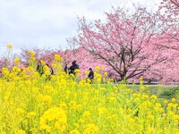 東大山の河津桜が見頃です！ 2024/02/18 19:18:45