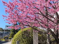 河津桜と春の通信 No.139 2024/02/26 17:03:36