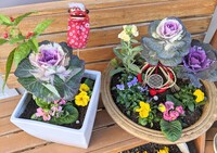 お正月の寄せ植え 2024/12/26 18:45:00