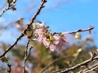 光明寺の四季桜と｢本田宗一郎ものづくり伝承館」 2024/11/26 17:20:23
