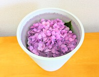 遅い梅雨入りと 沖縄慰霊の日 2024/06/23 19:34:45