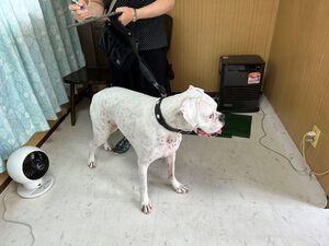 ボクサー犬。