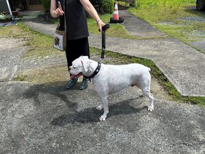 ボクサー犬。