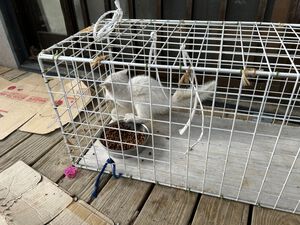 猫確保。