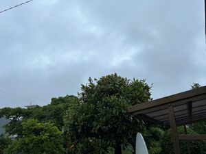 雨が降ると草が伸びる。