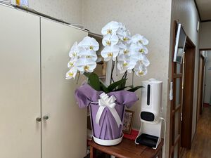 胡蝶蘭入れ替え。