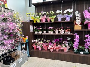 胡蝶蘭入れ替え。