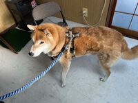 柴犬。後ろ脚衰え。