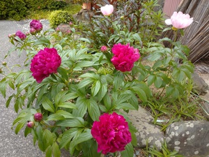 庭の芍薬。
