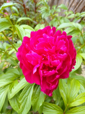 庭の芍薬。