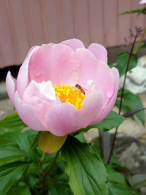 庭の芍薬。