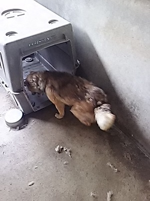 茶々丸。