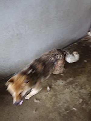 茶々丸。