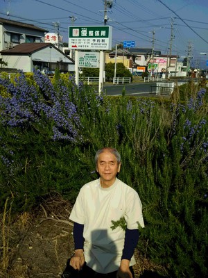 駐車場のローズマリー。