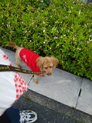 犬の散歩で左ひざ痛／犬も歪みます。
