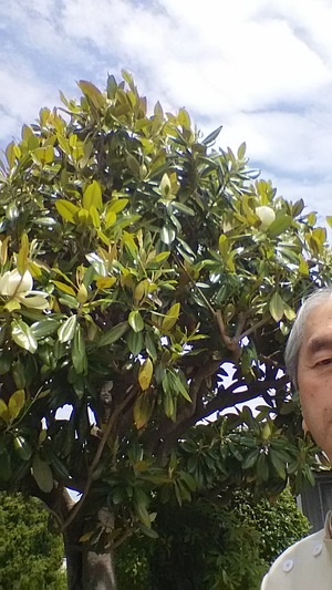 タイサンボク。