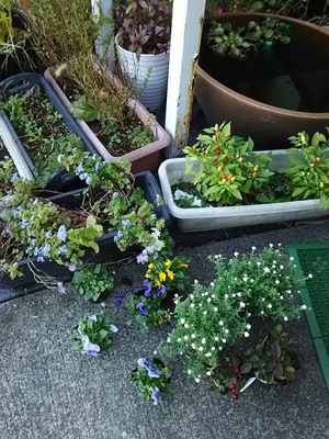 花の植え替え、しめ飾り。