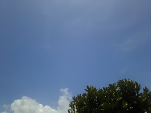 久しぶりの青空。