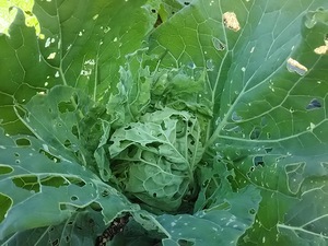 虫の餌食／葉野菜。