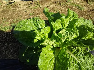 虫の餌食／葉野菜。
