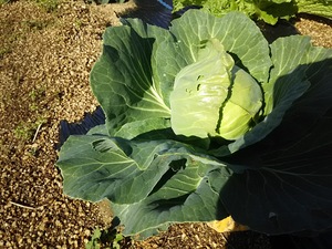 虫の餌食／葉野菜。