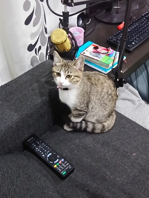 新しい子猫。