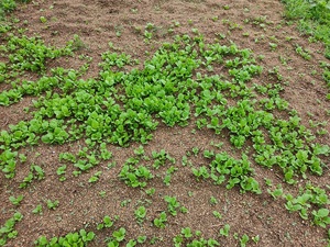 畑の雑草。