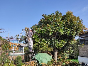 庭屋さん手入れ。