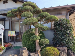 庭屋さん手入れ。