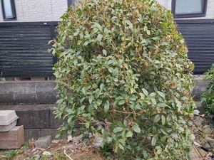 庭木の花。