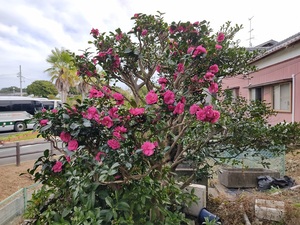 庭木の花。