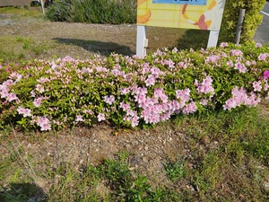 庭のツツジ。