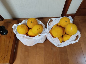 渥美農園の甘夏みかん。