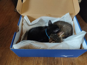 ２匹目（子猫）来ました。