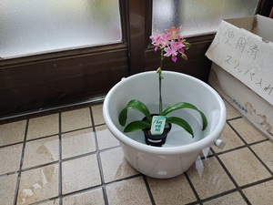 胡蝶蘭。