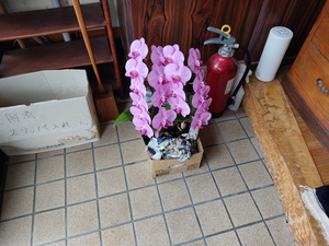 整体施術室の花。