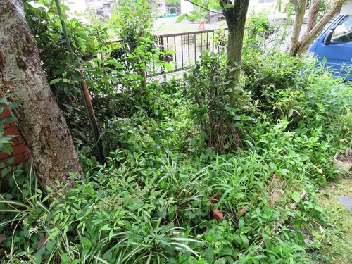 今日は草取り