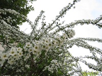アンコは緑茶で　と言うこと？