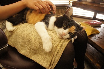 ネコにソファーをボロボロにされたら～