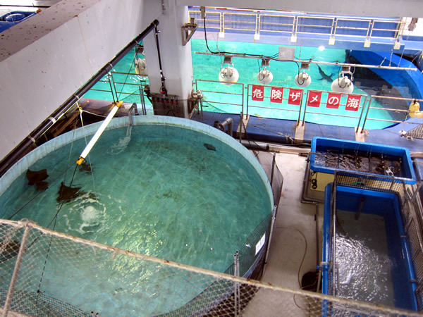 美ら海水族館（後）
