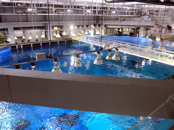 美ら海水族館（後）