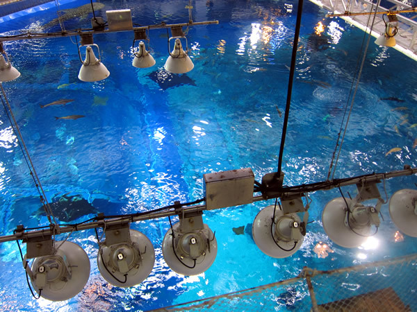 美ら海水族館（後）