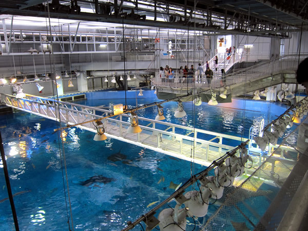 美ら海水族館（後）