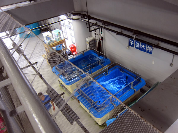 美ら海水族館（後）