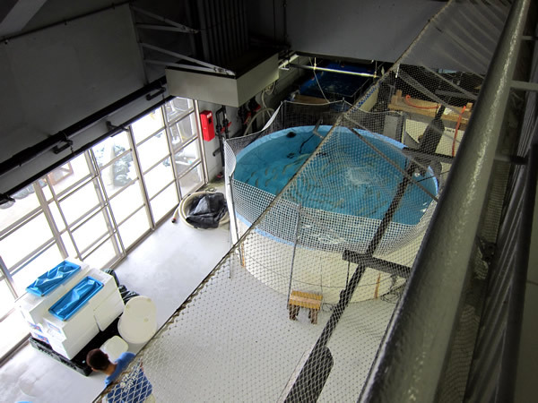 美ら海水族館（後）
