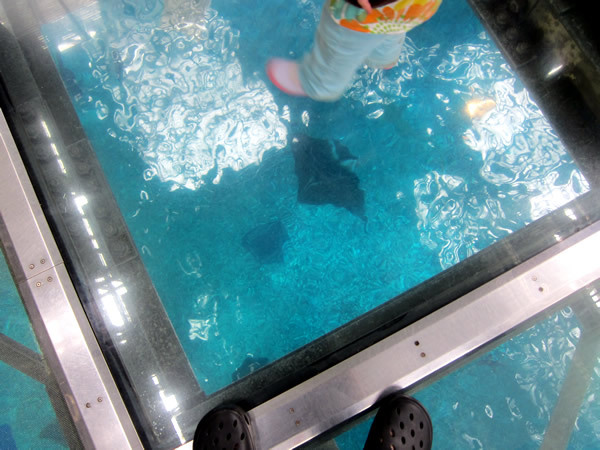 美ら海水族館（後）