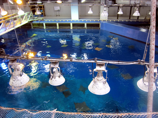 美ら海水族館（後）