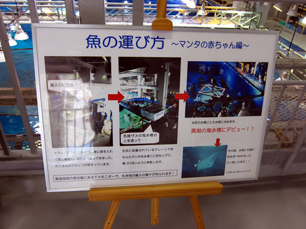 美ら海水族館（後）