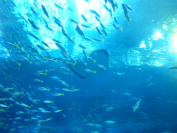 美ら海水族館（後）