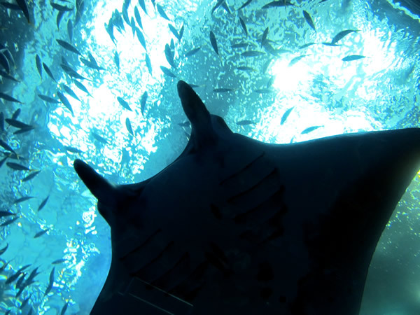 美ら海水族館（後）